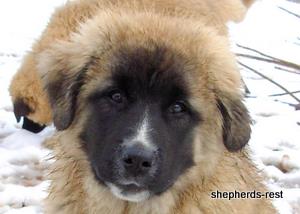 Image of Anatolian Shepherd Akis