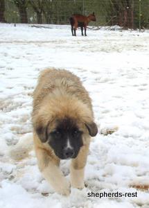 Image of Anatolian Shepherd Akis