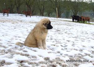 Image of Anatolian Shepherd Akis