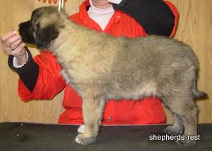Image of Anatolian Shepherd Ayıcık