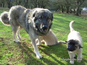 Image of Anatolian Shepherd Ayıcık