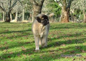 Image of Anatolian Shepherd Ayıcık