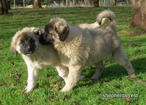 Image of Anatolian Shepherd Ayıcık