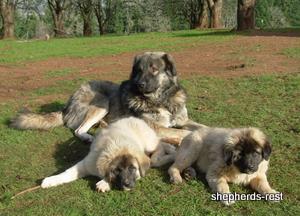 Image of Anatolian Shepherd Ayıcık