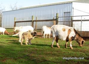 Image of Anatolian Shepherd Ayıcık