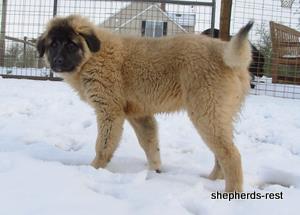 Image of Anatolian Shepherd Ayıcık