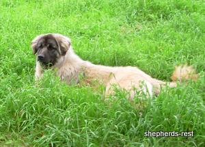 Image of Anatolian Shepherd Ayıcık
