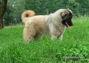 Image of Anatolian Shepherd Ayıcık