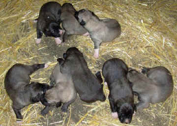 Gandolf's first litter out of Akilli