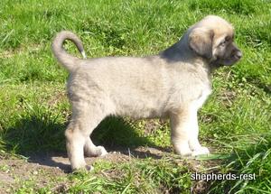 Image of Anatolian Shepherd 6wk old puppy in a natural stack