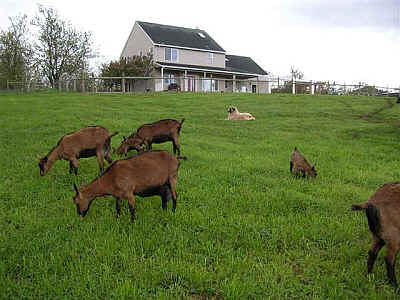 Grazing Oberhasli goats with Anatolian Shepherd Dog livestock guardian
