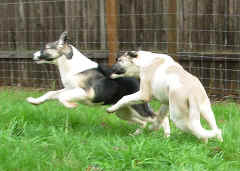 Puppies