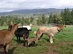 Herd Guardian