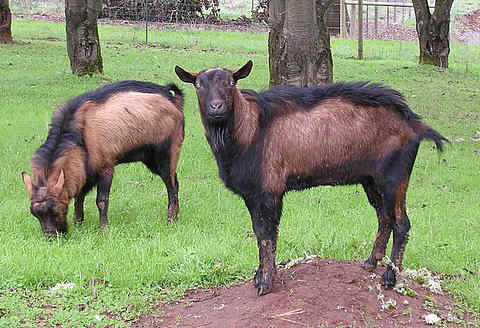 Salsa and Sprite Oberhasli bucks