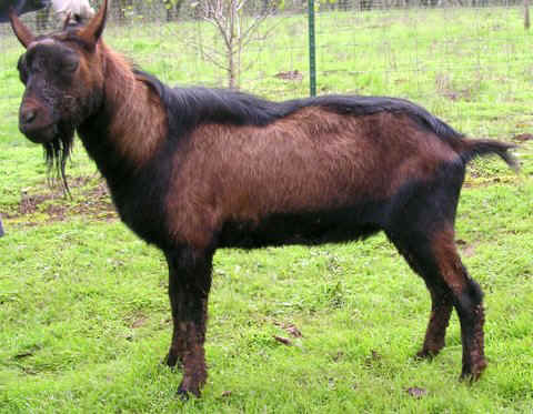 Salsa: Oberhasli buck