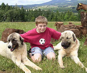 Anatolian Shepherd Dogs, Sirin and Aslan with friend