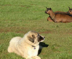 Sirin, Anatolian Shepherd Dog, livestock guardian