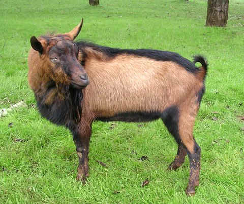 Sprite: Oberhasli buck