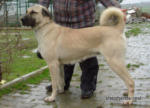 Image of Shepherds Rest Anatolians - Karabulut's Maternal Grandmother - Bulut von Bozkennel