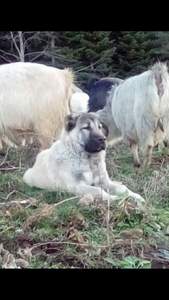 Image of Anatolian Shepherd Çıftçının Keskın Import