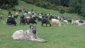 Image of Anatolian Shepherd Çıftçının Keskın Import