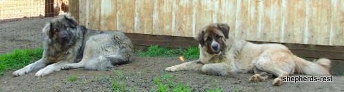Image of Anatolian Shepherd Duman/Ilik Litter