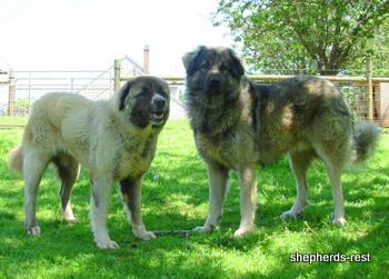 Image of Anatolian Shepherd Duman/Ilik Litter