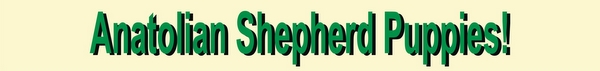 Image of Shepherds Rest Anatolians