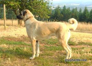 Shepherds Rest Ruya
