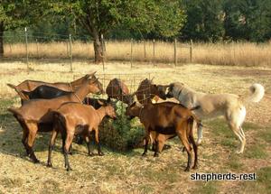 Shepherds Rest Ruya
