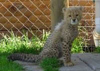 Cheetah Outreach