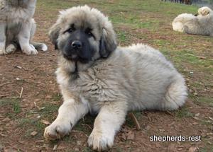 Image of Anatolian Shepherd Torul