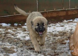 Image of Anatolian Shepherd Torul