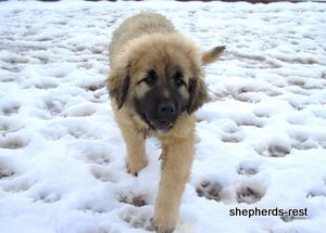 Image of Anatolian Shepherd Torul