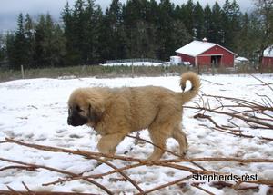 Image of Anatolian Shepherd Torul