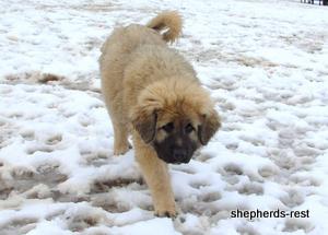 Image of Anatolian Shepherd Torul