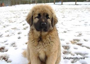 Image of Anatolian Shepherd Torul
