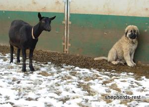 Image of Anatolian Shepherd Torul