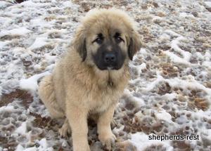 Image of Anatolian Shepherd Torul