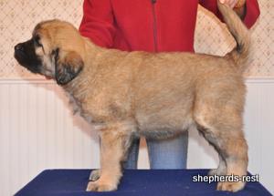 Image of Anatolian Shepherd Torul