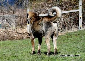 Image of Anatolian Shepherd Yozgatli Arap Ati Import