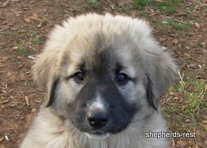 Image of Anatolian Shepherd Değerli