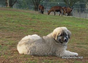 Image of Anatolian Shepherd Değerli