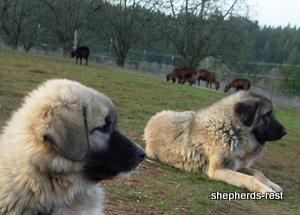 Image of Anatolian Shepherd Değerli