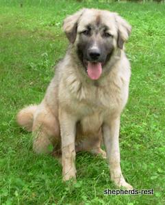Image of Anatolian Shepherd Değerli