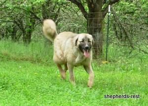 Image of Anatolian Shepherd Değerli