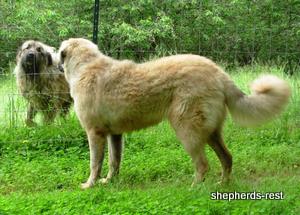 Image of Anatolian Shepherd Değerli