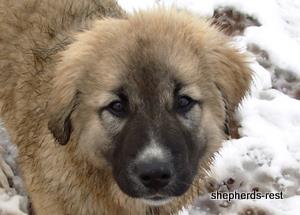 Image of Anatolian Shepherd Değerli