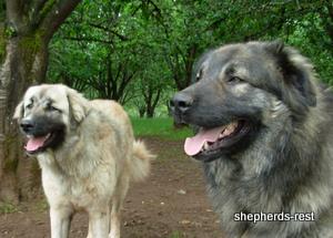 Image of Anatolian Shepherd Değerli