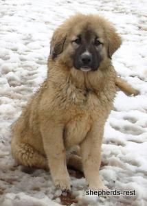 Image of Anatolian Shepherd Değerli